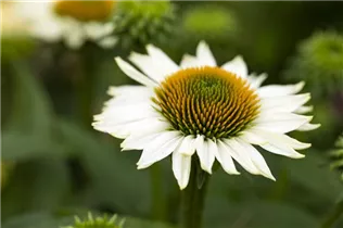 Echinacea 'Mooodz'® - Echinacea 'Mooodz'®