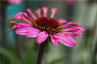 Echinacea 'Mooodz'® - Echinacea 'Mooodz'®
