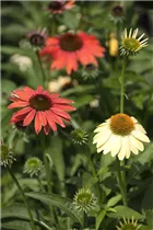 Echinacea purpurea 'Cheyenne Spirit' - Garten-Scheinsonnenhut 'Cheyenne Spirit'