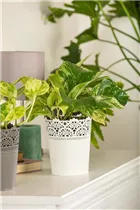 Epipremnum pinnatum 'Marble Queen' - Gefleckte Efeutute 'Marble Queen' Epipremnum pinnatum 'Marble Queen' - Gefleckte Efeutute 'Marble Queen'