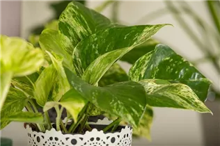 Epipremnum pinnatum 'Marble Queen' - Gefleckte Efeutute 'Marble Queen' Epipremnum pinnatum 'Marble Queen' - Gefleckte Efeutute 'Marble Queen'