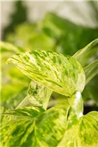Epipremnum pinnatum 'Marble Queen' - Gefleckte Efeutute 'Marble Queen' Epipremnum pinnatum 'Marble Queen' - Gefleckte Efeutute 'Marble Queen'