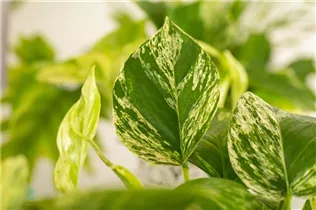 Epipremnum pinnatum 'Marble Queen' - Gefleckte Efeutute 'Marble Queen' Epipremnum pinnatum 'Marble Queen' - Gefleckte Efeutute 'Marble Queen'