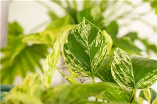 Epipremnum pinnatum 'Marble Queen' - Gefleckte Efeutute 'Marble Queen' Epipremnum pinnatum 'Marble Queen' - Gefleckte Efeutute 'Marble Queen'