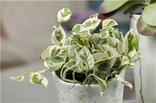 Epipremnum pinnatum 'N´Joy' - Gefleckte Efeutute 'N´Joy'