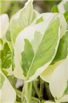 Epipremnum pinnatum 'N´Joy' - Gefleckte Efeutute 'N´Joy'