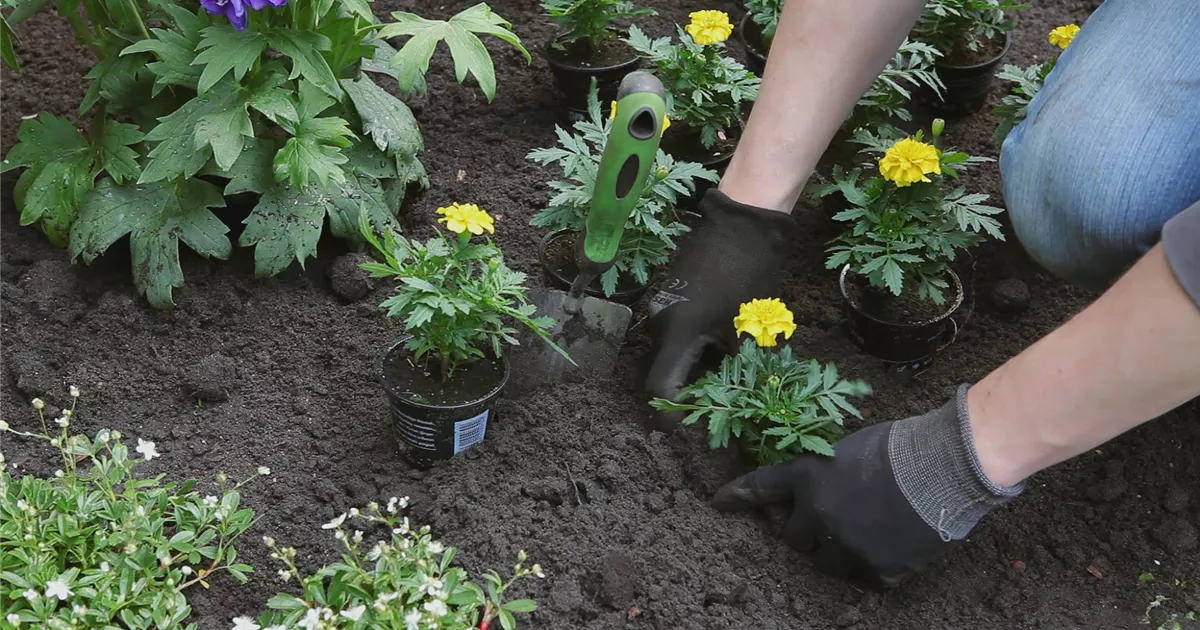  - Studentenblume - Einpflanzen im Garten