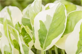 Epipremnum pinnatum 'N´Joy' - Gefleckte Efeutute 'N´Joy'