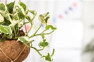 Epipremnum pinnatum 'N´Joy' - Gefleckte Efeutute 'N´Joy'