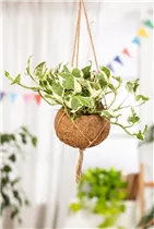 Epipremnum pinnatum 'N´Joy' - Gefleckte Efeutute 'N´Joy'