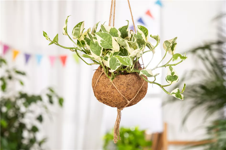 Gefleckte Efeutute Scindapsus Epipremnum N'Joy  Zimmerpflanze 15cm Hhe  35cm, Pflegeleicht