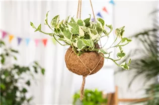 Epipremnum pinnatum 'N´Joy' - Gefleckte Efeutute 'N´Joy'