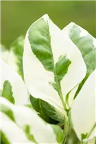 Epipremnum pinnatum 'N´Joy' - Gefleckte Efeutute 'N´Joy'