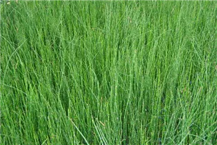 Equisetum hyemale - Winter-Schachtelhalm