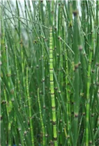 Equisetum hyemale - Winter-Schachtelhalm