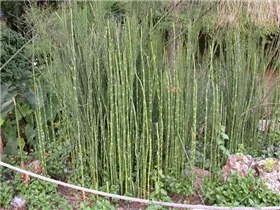 Equisetum hyemale - Winter-Schachtelhalm