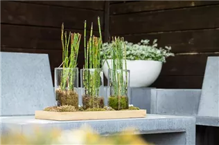 Equisetum hyemale - Winter-Schachtelhalm