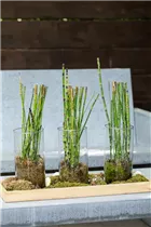Equisetum hyemale - Winter-Schachtelhalm