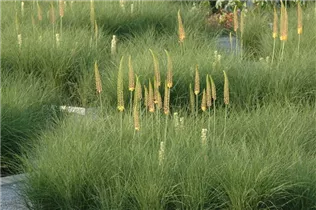 Eremurus 'Ruiter-Hybride' - Ruiter-Steppenkerze