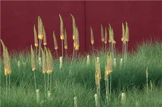 Eremurus 'Ruiter-Hybride' - Ruiter-Steppenkerze