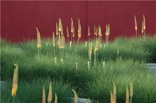 Eremurus 'Ruiter-Hybride' - Ruiter-Steppenkerze