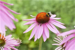 Echinacea purpurea 'Magnus' - Garten-Scheinsonnenhut 'Magnus' Echinacea purpurea 'Magnus' - Garten-Scheinsonnenhut 'Magnus'