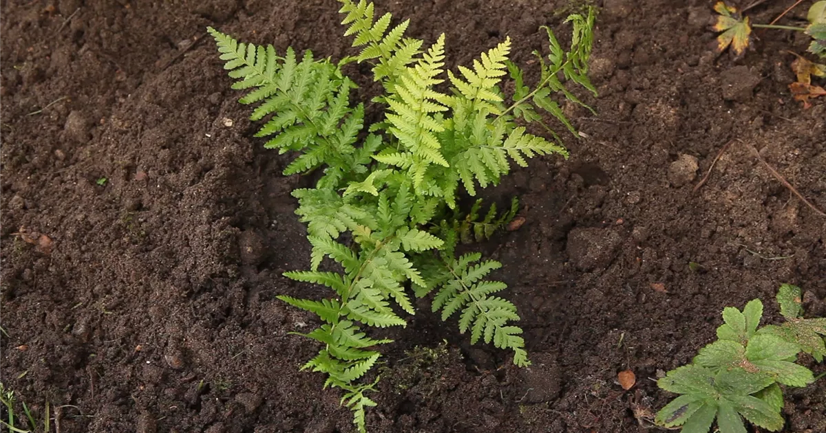  - Frauenfarn - Einpflanzen im Garten