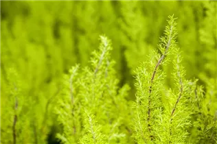 Erica arborea - Baumheide Erica arborea - Baumheide