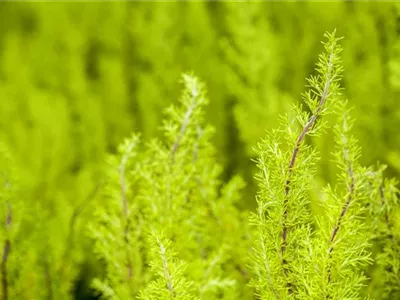 Erica arborea - Baumheide Erica arborea - Baumheide