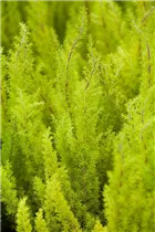 Erica arborea - Baumheide Erica arborea - Baumheide
