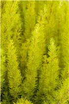 Erica arborea - Baumheide Erica arborea - Baumheide
