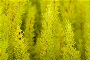 Erica arborea - Baumheide Erica arborea - Baumheide