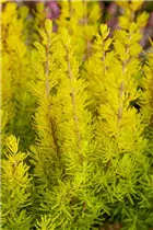Erica arborea 'Albert´s Gold' - Baumheide 'Albert's Gold' Erica arborea 'Albert´s Gold' - Baumheide 'Albert's Gold'