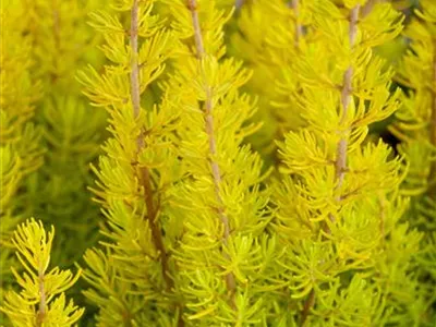 Erica arborea 'Albert´s Gold' - Baumheide 'Albert's Gold' Erica arborea 'Albert´s Gold' - Baumheide 'Albert's Gold'