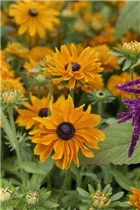Echinacea purpurea 'Marmelade' - Garten-Scheinsonnenhut 'Marmelade'