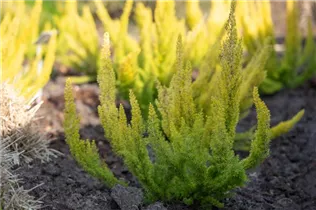 Erica arborea 'Albert´s Gold' - Baumheide 'Albert's Gold' Erica arborea 'Albert´s Gold' - Baumheide 'Albert's Gold'