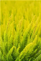 Erica arborea 'Albert´s Gold' - Baumheide 'Albert's Gold' Erica arborea 'Albert´s Gold' - Baumheide 'Albert's Gold'