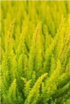 Erica arborea 'Albert´s Gold' - Baumheide 'Albert's Gold' Erica arborea 'Albert´s Gold' - Baumheide 'Albert's Gold'