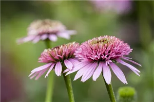 Echinacea purpurea 'Meteor Pink' - Garten-Scheinsonnenhut 'Meteor Pink'