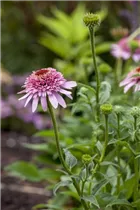 Echinacea purpurea 'Meteor Pink' - Garten-Scheinsonnenhut 'Meteor Pink'
