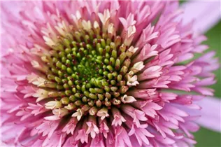 Echinacea purpurea 'Meteor Pink' - Garten-Scheinsonnenhut 'Meteor Pink'