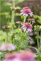 Echinacea purpurea 'Meteor Pink' - Garten-Scheinsonnenhut 'Meteor Pink'