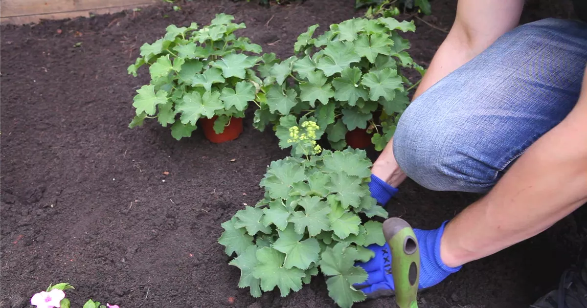  - Frauenmantel - Einpflanzen im Garten