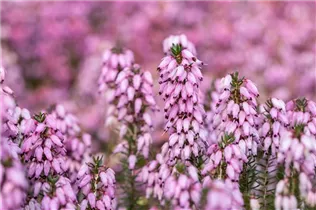 Erica carnea 'April Charme' - Schneeheide 'April Charme'
