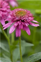 Echinacea purpurea 'Piccolino' - Roter Zwerg-Sonnenhut 'Piccolino' Echinacea purpurea 'Piccolino' - Roter Zwerg-Sonnenhut 'Piccolino'