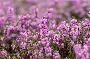 Erica carnea 'Cleveland' - Schneeheide 'Cleveland'
