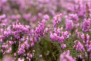 Erica carnea 'Cleveland' - Schneeheide 'Cleveland'
