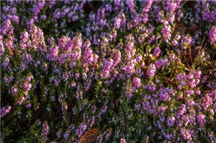 Erica carnea 'Cleveland' - Schneeheide 'Cleveland'