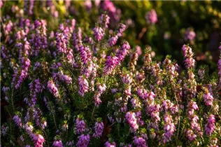 Erica carnea 'Cleveland' - Schneeheide 'Cleveland'