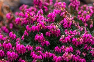 Erica carnea 'Eva' - Schneeheide 'Eva'
